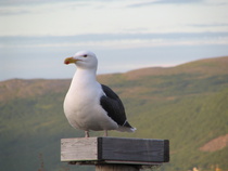 Merilokki