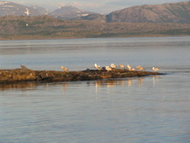 Bodö